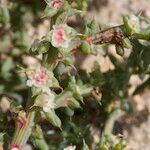 Salsola australis Fruchs