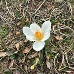 Crocus versicolor Λουλούδι