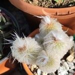 Espostoa lanata ഇല