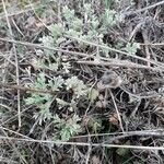 Artemisia frigida Blatt