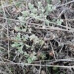 Artemisia frigida Blad