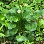 Caltha leptosepala Habitat