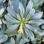 Euphorbia amygdaloides 葉