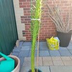 Austrocylindropuntia subulata Blatt