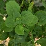 Coleus caninus Leaf