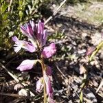 Polygala nicaeensis Цветок