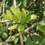 Gymnosporia putterlickioides Leaf