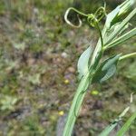 Lathyrus cicera പുറംതൊലി