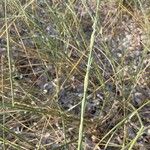 Thinopyrum junceum Ліст