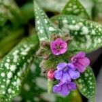 Pulmonaria saccharata Други