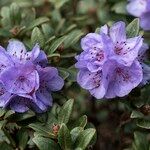 Rhododendron hippophaeoides ᱵᱟᱦᱟ