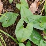 Asarum yoshikawae Hoja