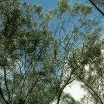 Acacia heterophylla Hábitos