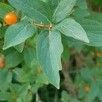 Lonicera tatarica Blatt