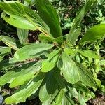 Acacia mangium 葉