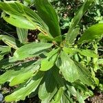 Acacia mangium Ліст