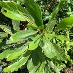 Acacia mangium Leaf