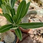 Pachypodium rosulatum Frunză