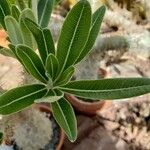 Pachypodium rosulatum পাতা