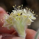 Eriogonum robustum Flor