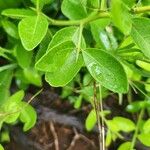 Carissa spinarum Leaf