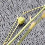 Anthericum ramosum Mbuma