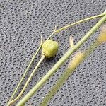 Anthericum ramosum Fruit