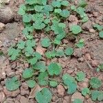 Centella asiatica Hábito