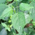 Capsicum baccatum Levél