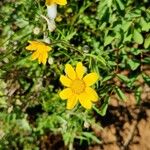 Pseudobahia peirsonii Flor