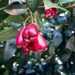 Syzygium paniculatum Плід