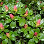 Rhododendron indicum Leaf