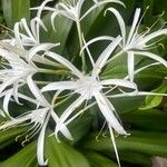 Crinum asiaticumFloro