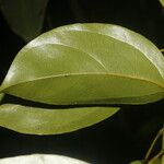 Anomospermum reticulatum 葉