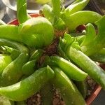 Glottiphyllum linguiforme Fuelha