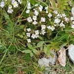 Euphrasia alpina Flower