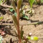 Sedum villosum Leaf