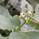 Solanum nigrum 花