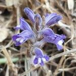 Orobanche nana Кветка