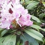 Rhododendron sutchuenense Kvet