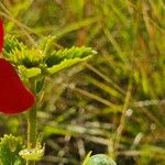 Hibiscus aponeurus Hoja