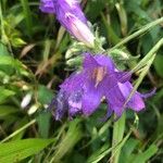 Campanula trachelium花