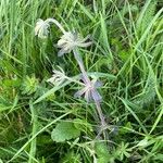 Galium mollugo Blad