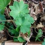 Alchemilla xanthochlora Лист