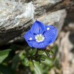 Veronica fruticans Fleur