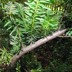 Taxus baccata Corteza