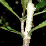 Pittosporum muricatum 樹皮