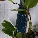 Sphyrospermum buxifolium その他の提案