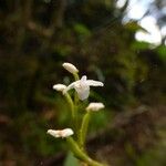 Cynorkis coccinelloides Virág