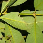 Garcinia intermedia Leaf